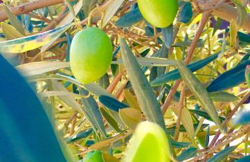 Residenza Limpiddu - Foto 35