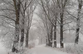 Zacisze pod brzozami - Foto 48