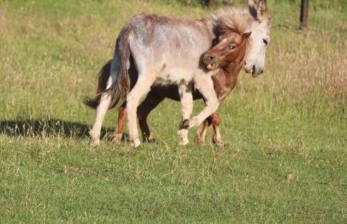 Robin Cabin with hot tub - Foto 27