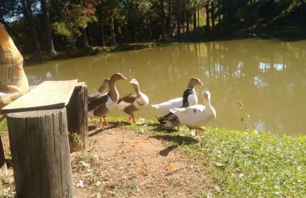 Hotel Fazenda Bandeirantes - Foto 17