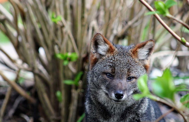Trekking por el bosque del Parque Tepuhueico - Foto 2