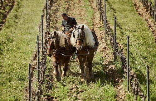 Agriturismo Gli Archi - Foto 34