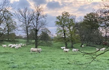 Le Tarde - Crécerelle - Photo 24