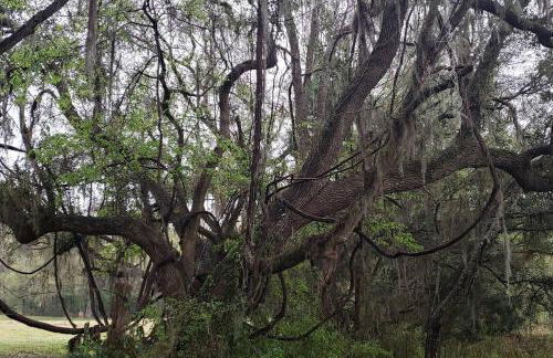 Little Ridge Ranch-East House Quiet Country Getaway-Pet Friendly! - Foto 41