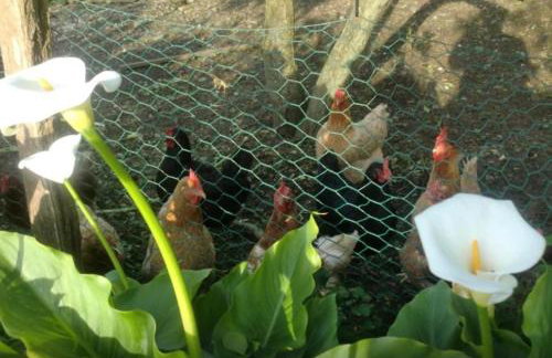 Casa completa - Photo 27