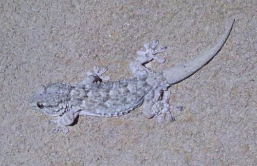 Au pont de Tuarelli, Ludique, Galeria, Corse - Foto 47