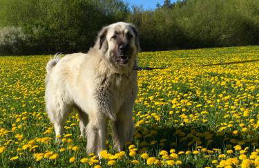 Gasthof zur Sägemühle - Foto 14