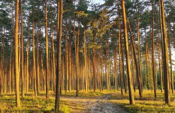 Lustro Wody - Foto 38