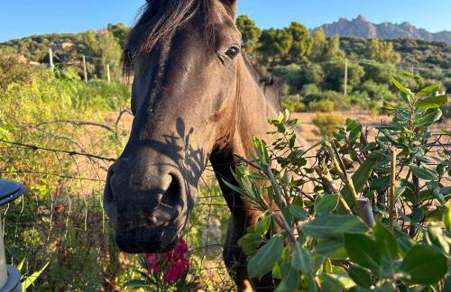 Casa Doria - sea, pool, mountains, relax - Foto 16