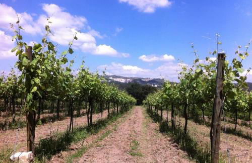 Eira das Carvalhas - Foto 26