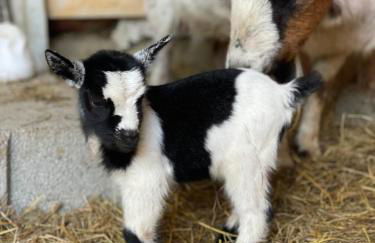 Domaine de Montfort - Foto 4