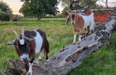 200 Jahre altes Landhaus mit Tieren - Foto 25