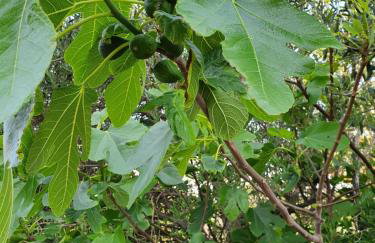 Villa Romantica - Foto 30