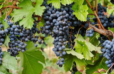 Agriturismo Le Tre Rose - Cantina Zanello - Foto 48