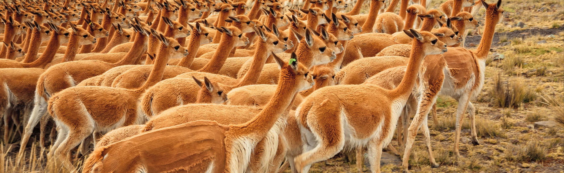 Escursione alla Pampa Galeras Bárbara D’Achille