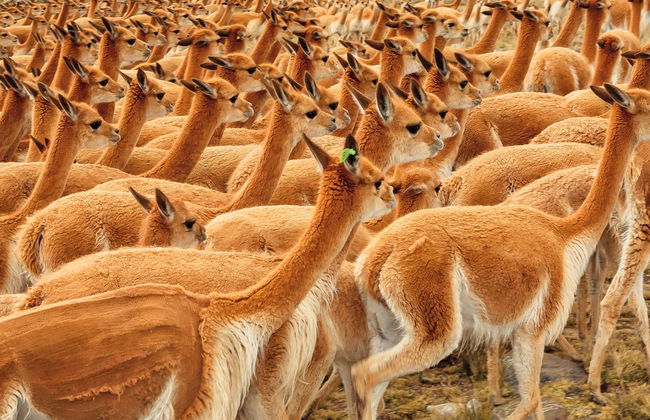 Pampa Galeras Barbara D'Achille Trip - Foto 1