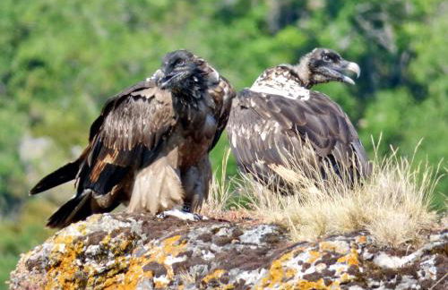 Gites Castel de Cantobre - L'Egyptien - Photo 25