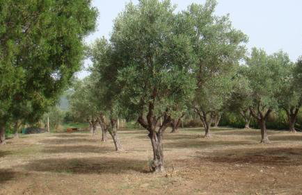 Elia by the sea - Photo 41