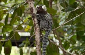 Flat Hotel Fazenda Monte Castelo Gravatá Bezerros - Foto 30