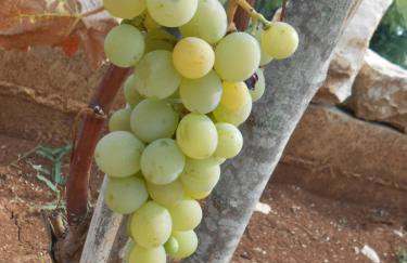 Casa Mandula - Foto 30