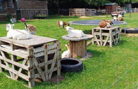 Mardi Gras, Upwell - Foto 12