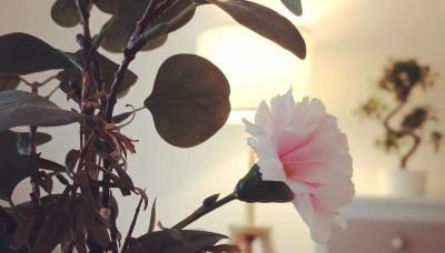 Une parenthèse à dives sur mer - Foto 4