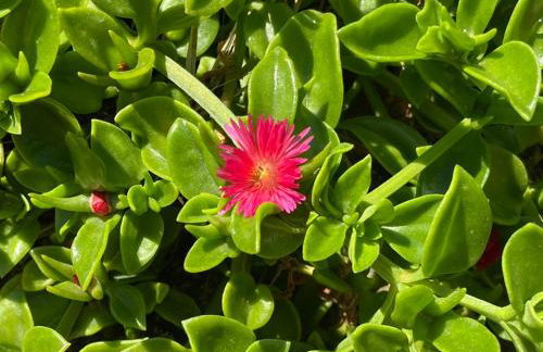 Spacious n comfortable Aloe Vera farm house - Photo 2