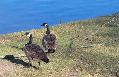 Large 1 BR Cottage, KING BED on the Lake - Foto 22