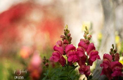 Al Soladif - Mansarda con vista - Foto 50