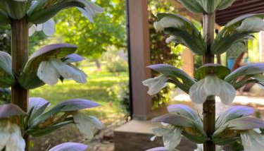 Apartman "Almond house 2" - Foto 2