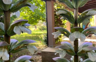 Apartman "Almond house 2" - Foto 2