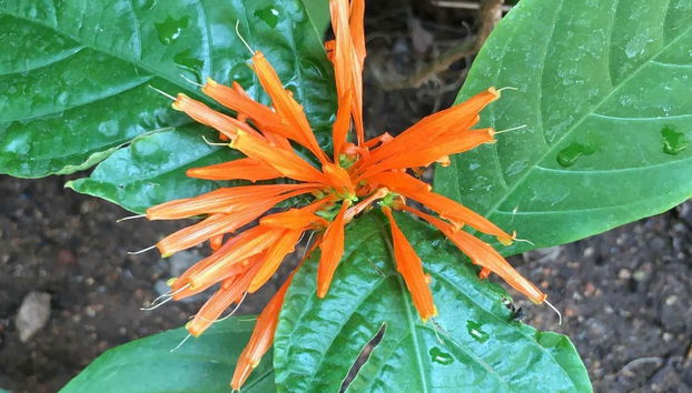 Different plant species