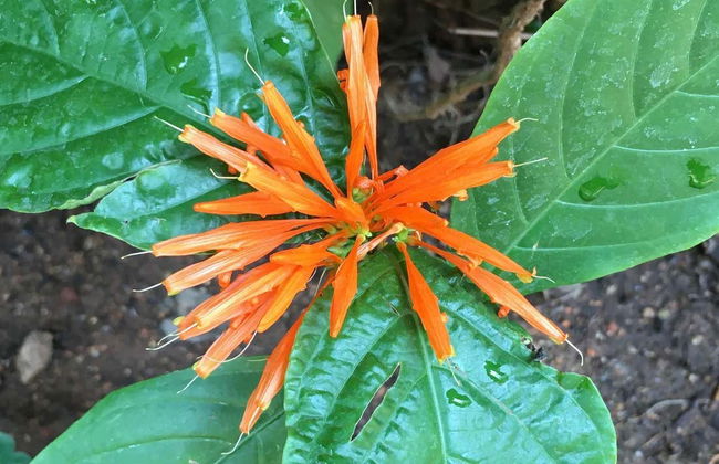 Tour por el Jardín Botánico de Acapulco - Foto 2