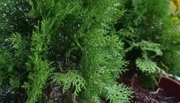 Recanto dos Pássaros - Foto 3, Garden