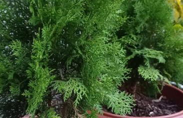 Recanto dos Pássaros - Photo 3