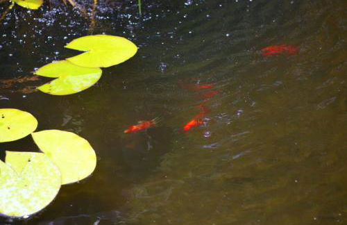 Secluded Rustic Cabin with Views - Foto 55