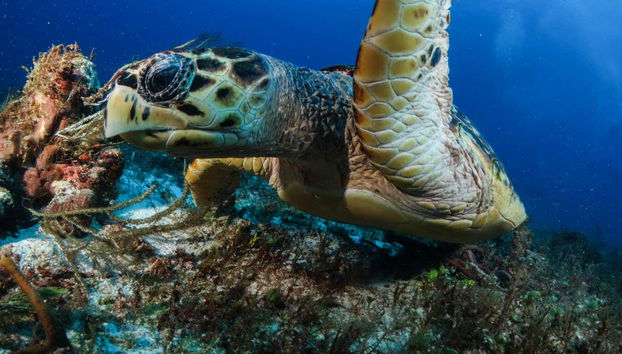 Observation de tortues