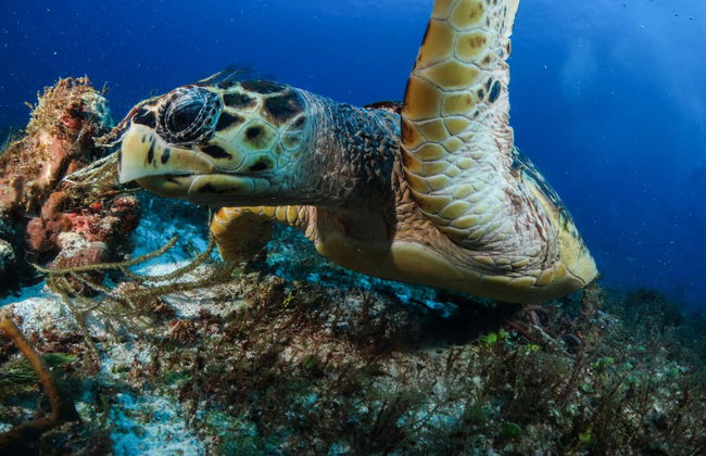 Baptême de plongée à Puerto Morelos - Photo 2