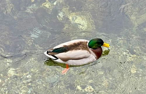 Apartamento colgante al río con vistas al puente - Photo 52