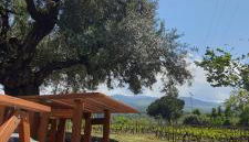 La finestra sul vigneto - Foto 2