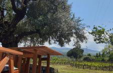 La finestra sul vigneto - Foto 2