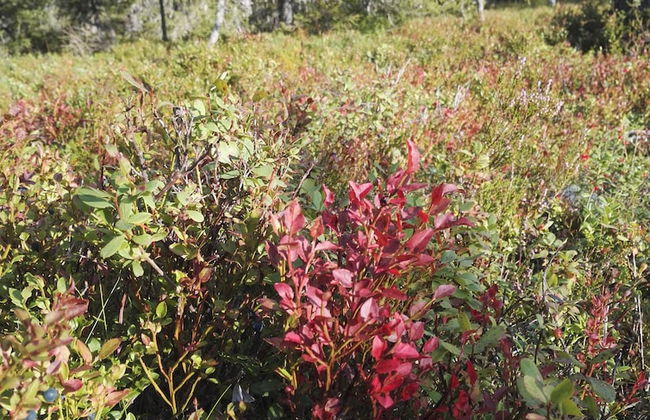 Rukankarhu - Foto 24