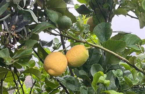 Villino Anna e Pippino - Foto 48