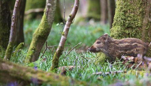 Bowkett Cottage - Foto 5