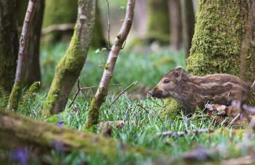 Bowkett Cottage - Foto 5