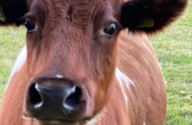 Arniss Farmhouse - Photo 37