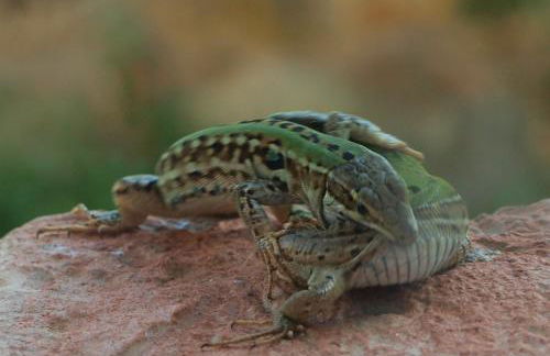 Poggio Magginga - Foto 33