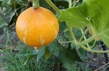 Studios Kyparissi & Spa - Photo 62