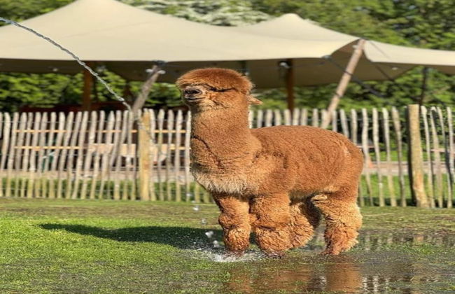 Spacious Chalet in a Rural Location Near Giethoorn - Photo 31