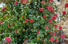 Côte de granit rose - Foto 14